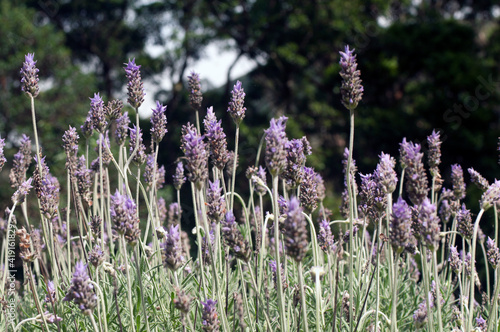 Lavanda