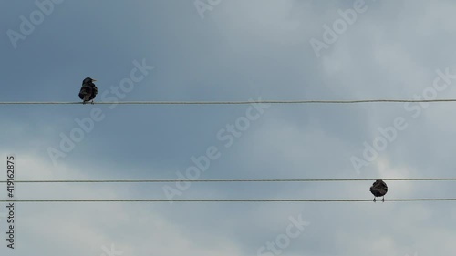 Birds sit on electric wires. Nature, birdlife.