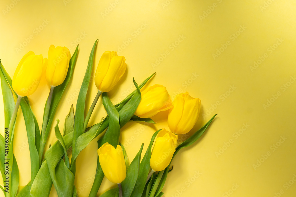 top view of spring tulips on colorful yellow background, panoramic shot top view of spring tulips on colorful yellow background, panoramic shot