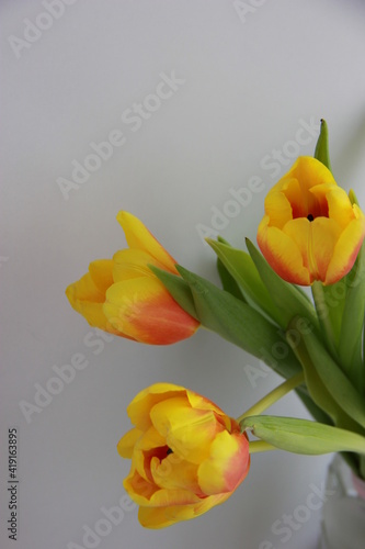 yellow tulips