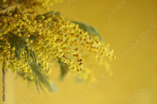 yellow mimosa flower for spring background, place for text