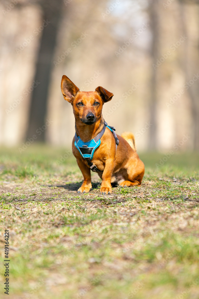 Adorable clever brown small terrier mixed breed dog portrait with one bend ear. Outdoor dog school concept. Adorable clever brown small terrier mixed breed dog portrait with one bend ear. Outdoor dog school concept.