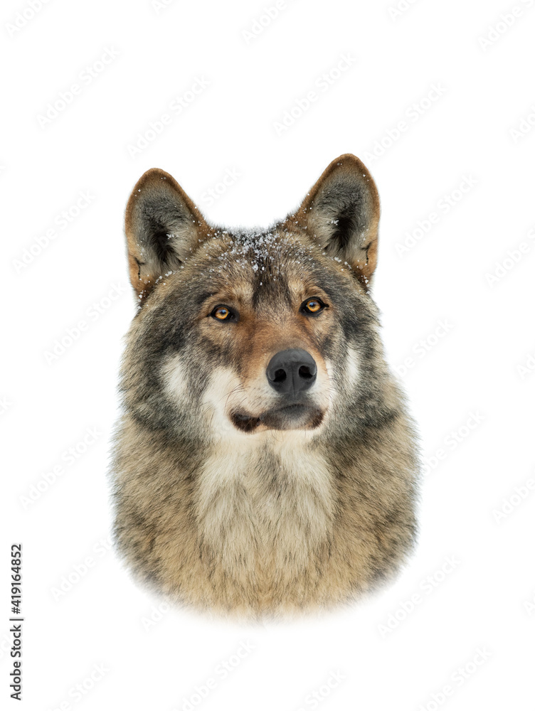 portrait of a gray wolf with snowflakes on the muzzle isolated on white background