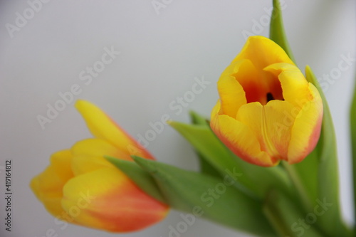 yellow tulip