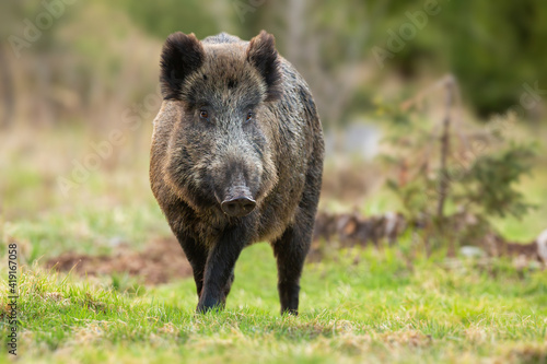 Wild boar, sus scrofa, walking closer from front on a meadow in spring. Male mammal standing on a glade with copy space. Animal wildlife in nature.