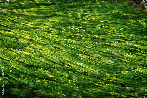 Close up of green weed or green algae growing on river bed in Somerset, UK