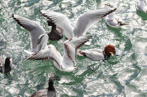 Ducks and other birds swim in the Black Sea.