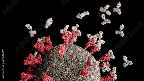 SARS-CoV-2 coronavirus specific immune antibodies binding spike proteins to prevent virions from entering host cell.