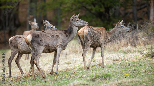 Group of red deer, cervus elaphus, standing on field in spring nature. Bunch of hinds looking on faded glade. Female mammals staring on meadow from side © WildMedia