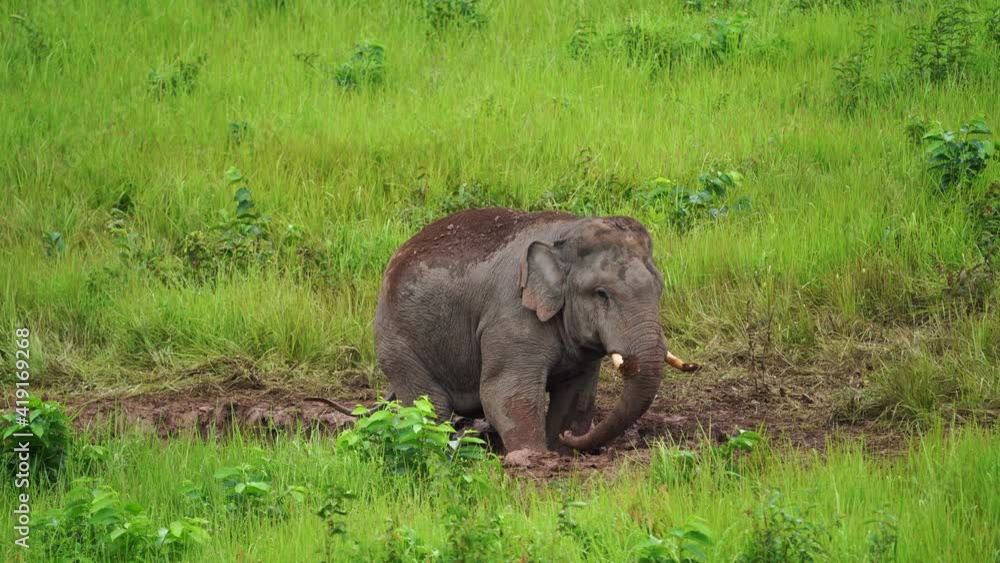 Wild elephants come down to graze, and play in mud at Khao Yai National Park in Thailand. Wild elephants come down to graze, and play in mud at Khao Yai National Park in Thailand.