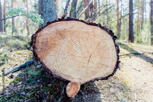 Freshly sawn tree lying in the forest with numerous rings on the cut, closeup shot