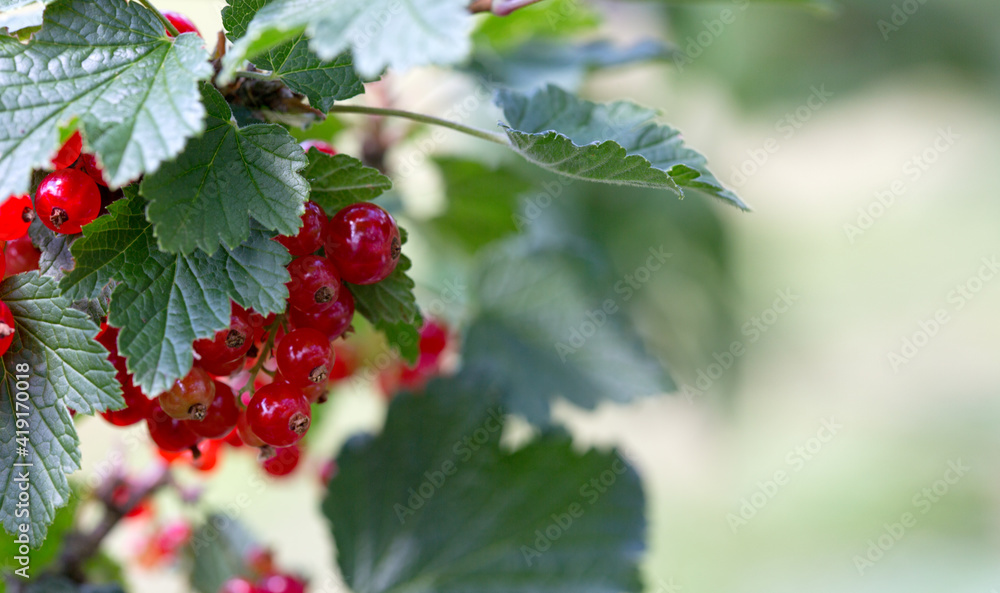 Branch of red currant with green leaves close-up. Branch of red currant with green leaves close-up.