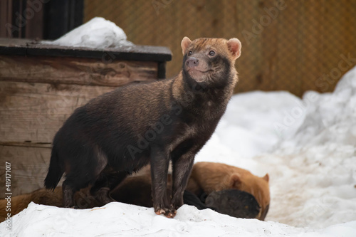 One bush dog in winter stands on a snowdrift and looks into the distance. Wild animals. photo