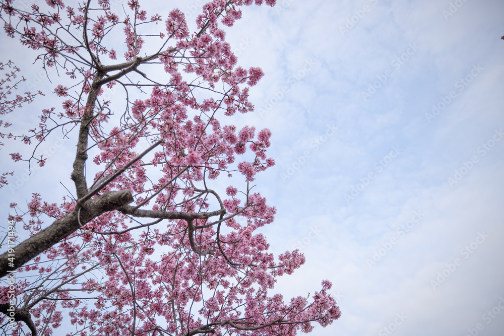 桜と青空