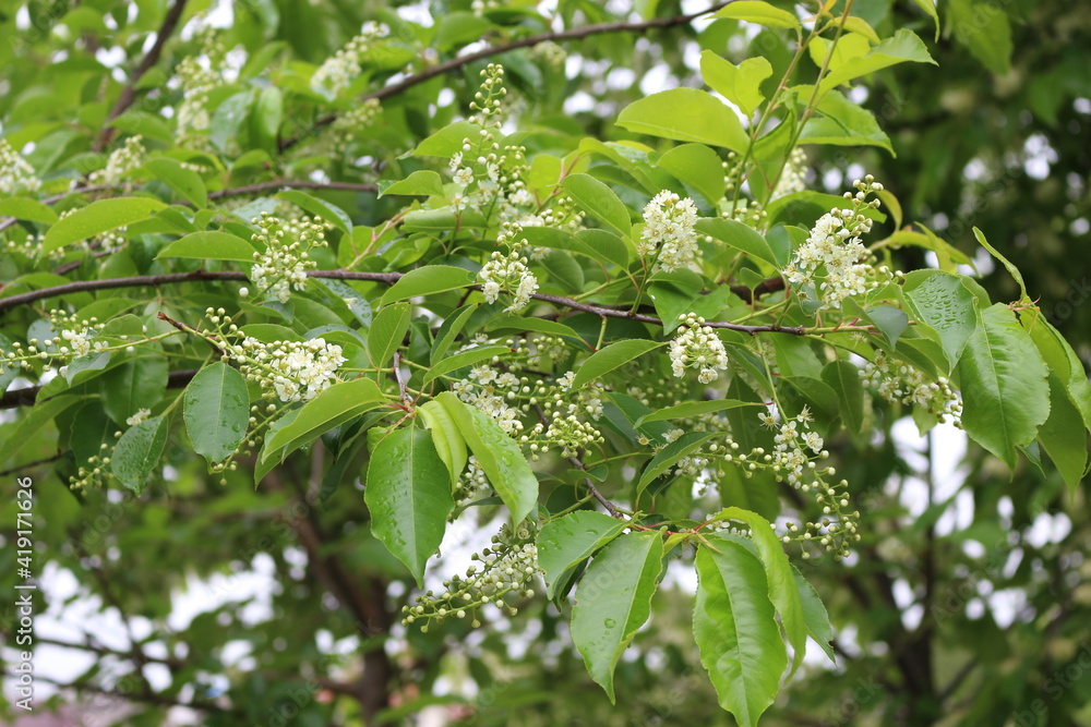 Fragrant flowers bloom on the bird cherry tree in early summer Fragrant flowers bloom on the bird cherry tree in early summer