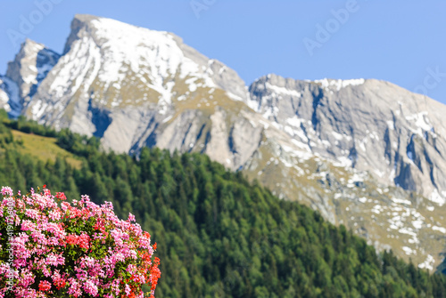 Flowers in front of mountain scenery