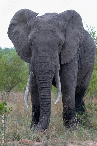 african elephant bull