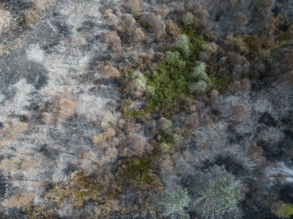Aerial Burnt out tree remnants of a forest fire Aerial Burnt out tree remnants of a forest fire