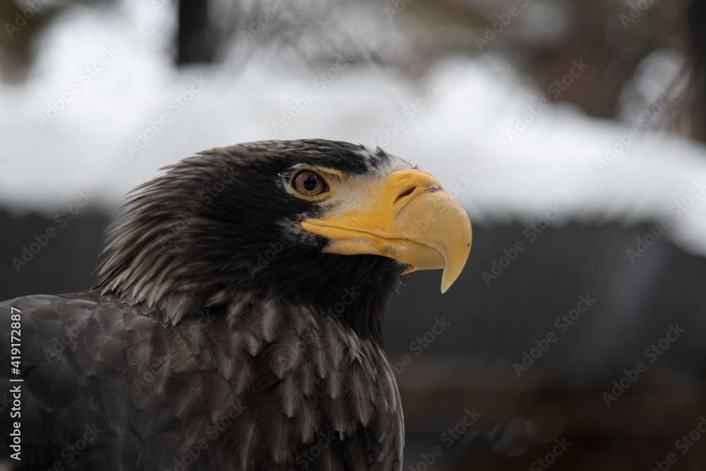 Portrait of a Steller's sea eagle close up Portrait of a Steller's sea eagle close up