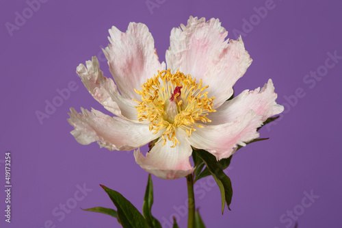 Delicate pink peony flower with a yellow center of a simple shape isolated on a purple background. © ksi