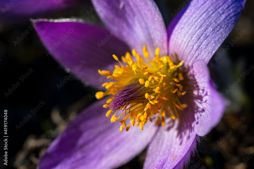 Gewöhnliche Kuhschelle, Pulsatilla vulgaris, Makro Gewöhnliche Kuhschelle, Pulsatilla vulgaris, Makro