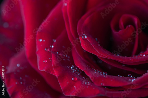 dark red rose flower detail with droplets  macro shot for mother s day greeting card or book cover design