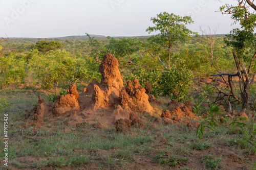 termite hill