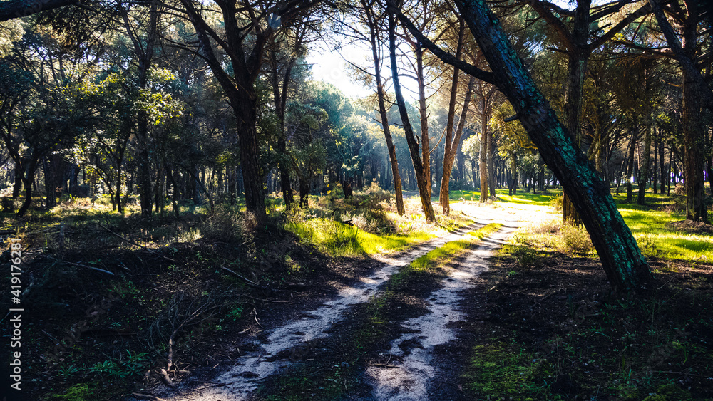 Obraz premium sunset in the forest