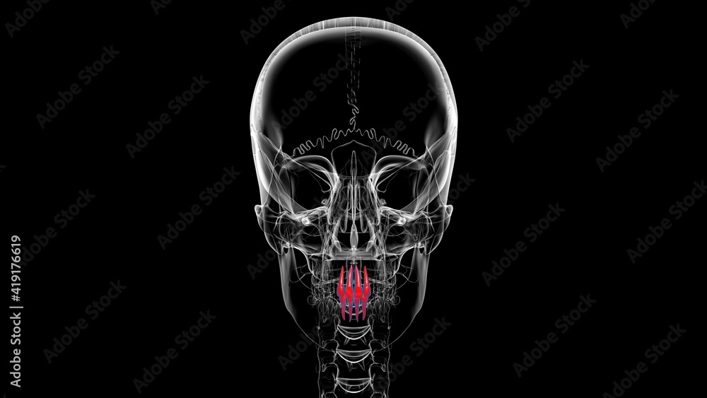 Human Teeth Incisors Anatomy 3D Illustration Human Teeth Incisors Anatomy 3D Illustration