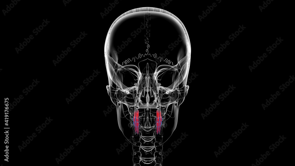 Human Teeth Premolars Anatomy 3D Illustration Human Teeth Premolars Anatomy 3D Illustration