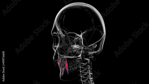 Human Teeth Canine Anatomy 3D Illustration