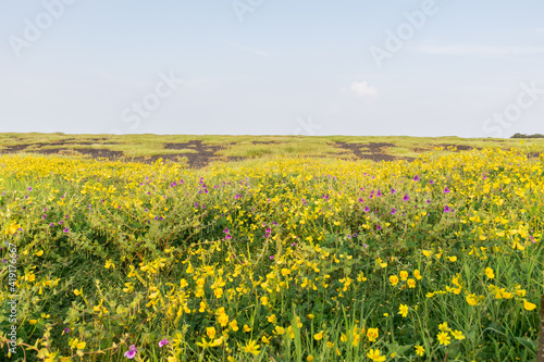 Panoramic landscape view of Kaas plateau covered with beautiful vibrant flowers and lush green grass. It is located in Satara, Maharashtra, India © AkhileshSarfare