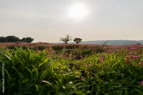 фотографія Panoramic landscape view of Kaas plateau covered with beautiful vibrant flowers and lush green grass