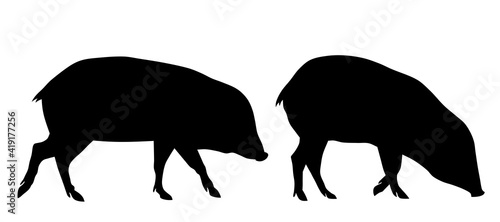 Pigs