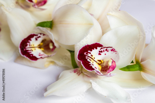 Close up of a white orchid on a white background