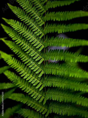 Wild growing ferns in the forest