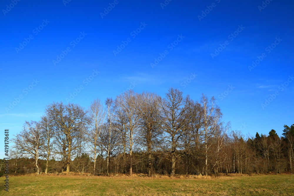 A Swedish forest side during the spring. Nice weather outside. Clear blue sky and many trees next to a meadow. Stockholm, Sweden, Europe. A Swedish forest side during the spring. Nice weather outside. Clear blue sky and many trees next to a meadow. Stockholm, Sweden, Europe.