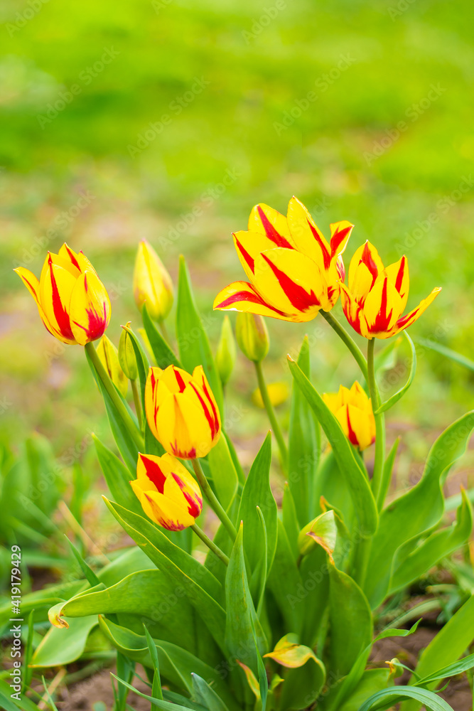 
Red and yellow tulips are blooming in the garden. Close-up buds. Place for an inscription. Background.