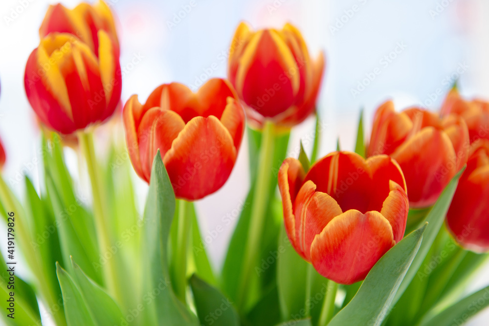 Red tulip flower with green leaf background at sunny spring day for postcard beauty decoration and agriculture concept design Red tulip flower with green leaf background at sunny spring day for postcard beauty decoration and agriculture concept design
