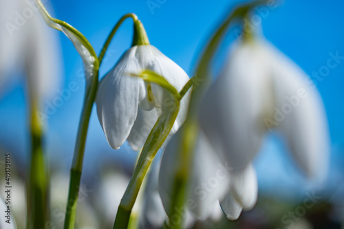 soft focus on snowdrop, bluried spring background