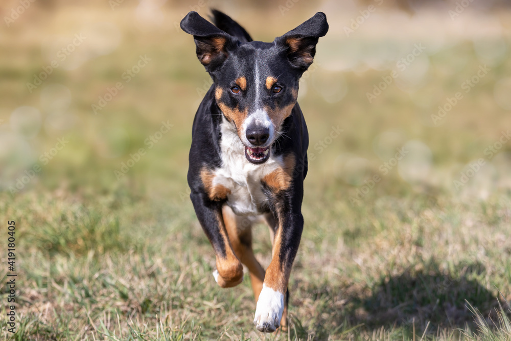 Close up image of tricolor dog running on green blurry background, appenzeller sennenhund