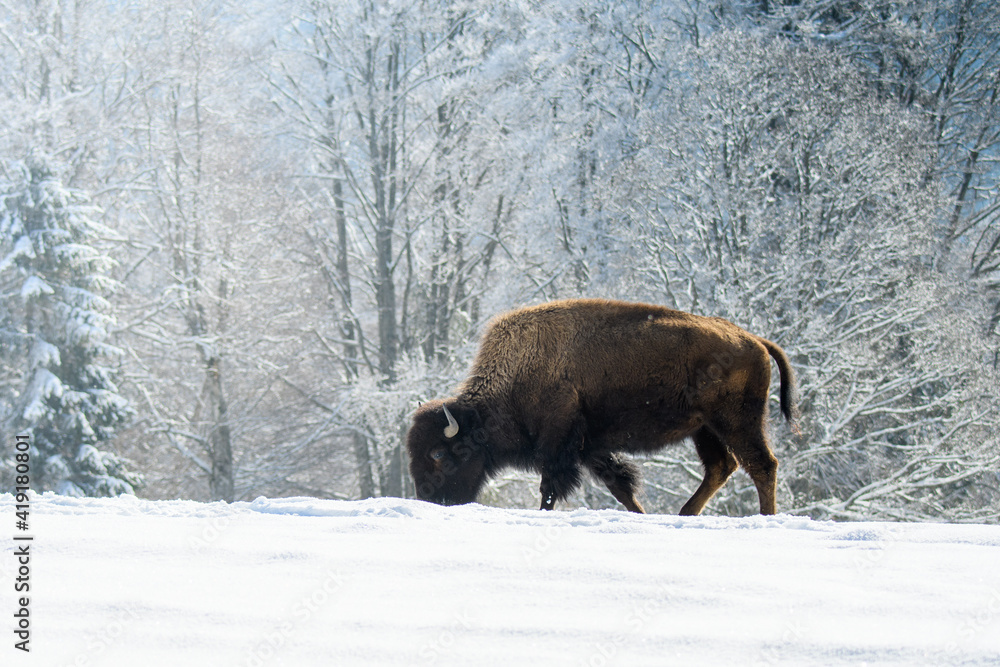 captive bison in snow at the Bison Ranch in Les Prés d'Orvin, Swiss Jura captive bison in snow at the Bison Ranch in Les Prés d'Orvin, Swiss Jura