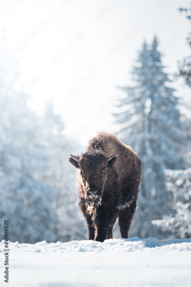 young captive bison in snow at the Bison Ranch in Les Prés d'Orvin, Swiss Jura young captive bison in snow at the Bison Ranch in Les Prés d'Orvin, Swiss Jura