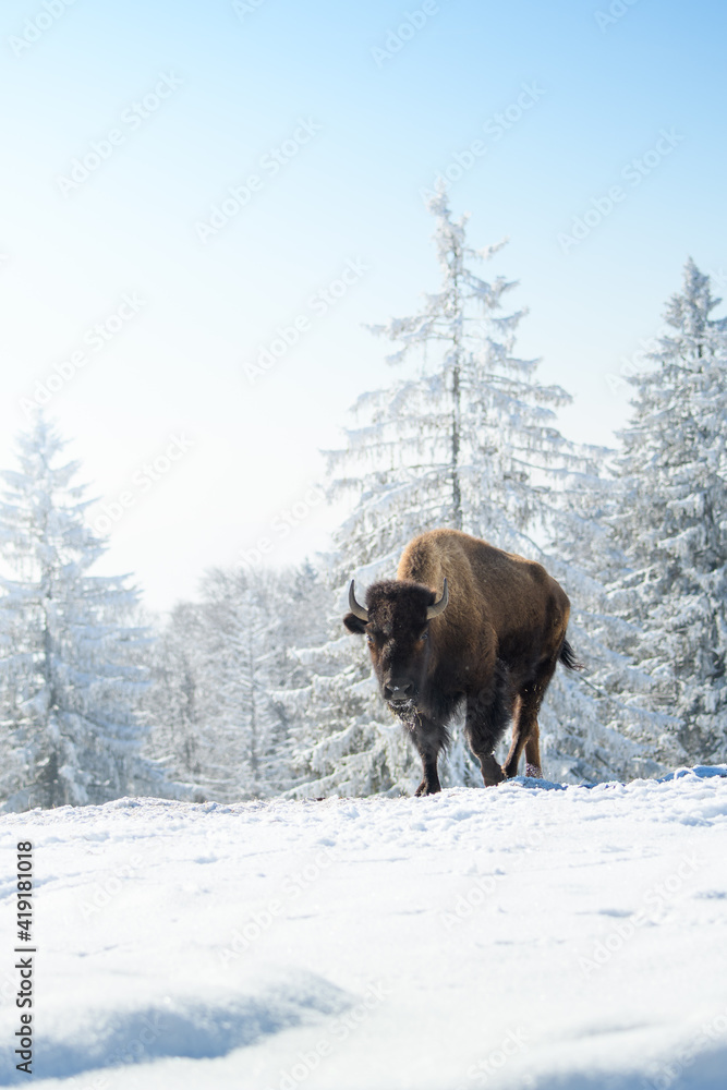 captive bison in snow at the Bison Ranch in Les Prés d'Orvin, Swiss Jura captive bison in snow at the Bison Ranch in Les Prés d'Orvin, Swiss Jura