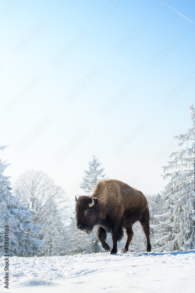 captive bison in snow at the Bison Ranch in Les Prés d'Orvin, Swiss Jura