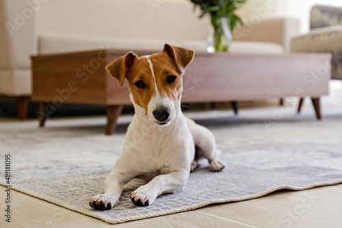 Curious Jack Russell Terrier puppy looking at the camera. Adorable doggy with folded ears lying on the floor at home. Vase with flowers on coffee table. Close up, copy space, cozy interior background.