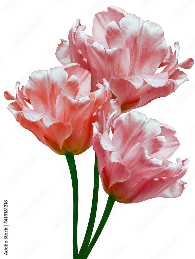 Obraz premium Pink tulips. Flowers on white isolated background with clipping path. Closeup. no shadows. Buds of a tulips on a green stalk. Nature.
