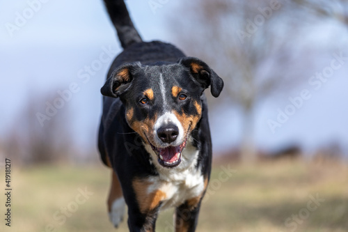 happy dog is running with flappy ears, Appenzeller Sennenhund..