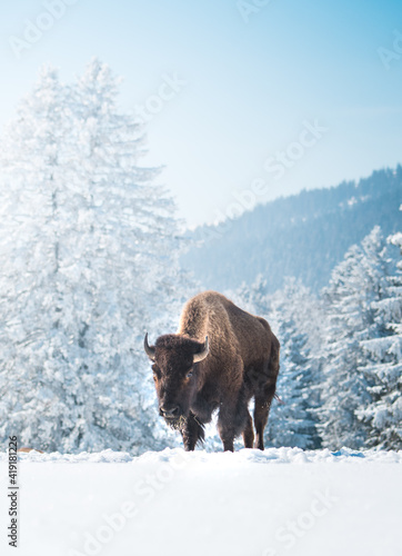 captive bison in snow at the Bison Ranch in Les Prés d'Orvin, Swiss Jura © schame87