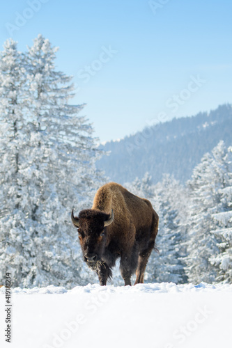 captive bison in snow at the Bison Ranch in Les Prés d'Orvin, Swiss Jura © schame87